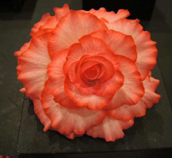 B. ‘Fiona Ramsey’
